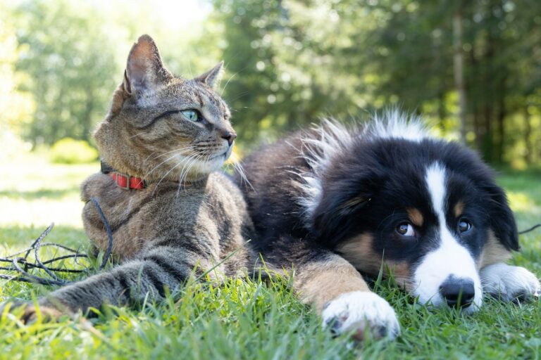 Young puppy and kitten resting together on a soft blanket in a cozy home